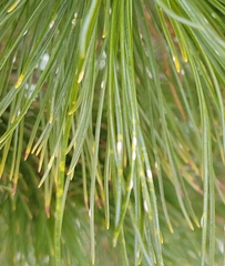 Chionaspis pinifoliae