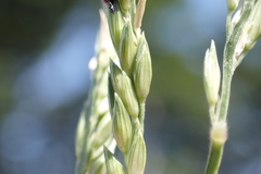 Urochloa glumaris