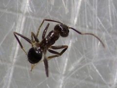 Nylanderia