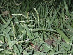 Urochloa glumaris