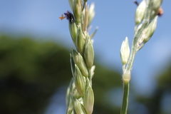 Urochloa glumaris