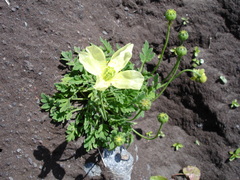 Papaver miyabeanum