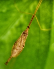 Conosia irrorata