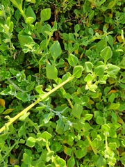 Tetragonia implexicoma