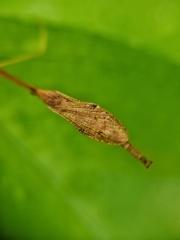 Conosia irrorata