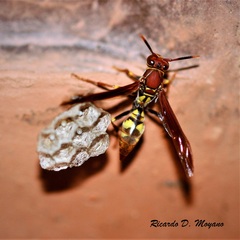 Polistes versicolor