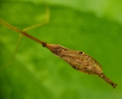 Conosia irrorata