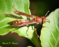 Polistes versicolor