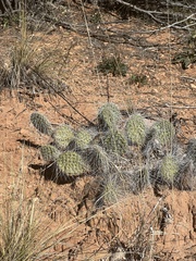 Opuntia trichophora