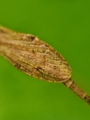 Conosia irrorata