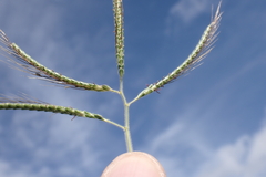Dichanthium aristatum
