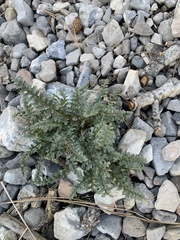 Pedicularis semibarbata charlestonensis