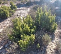 Juniperus navicularis