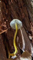 Mycena epipterygia