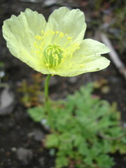 Papaver miyabeanum
