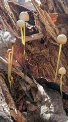 Mycena epipterygia