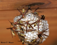 Polistes versicolor
