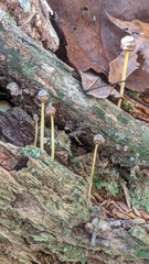 Mycena epipterygia