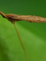 Conosia irrorata