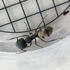 Camponotus suffusus bendigensis