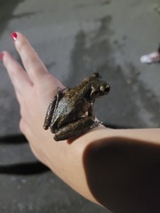 Osteopilus septentrionalis