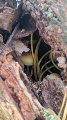 Mycena epipterygia