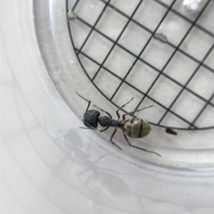 Camponotus suffusus bendigensis