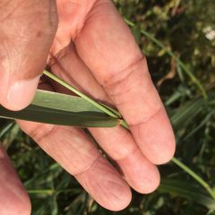 Echinochloa
