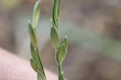Urochloa glumaris