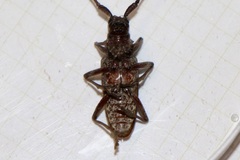 Monochamus carolinensis