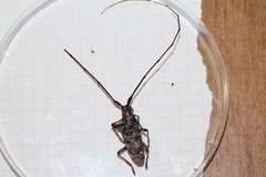 Monochamus carolinensis