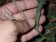 Urochloa glumaris