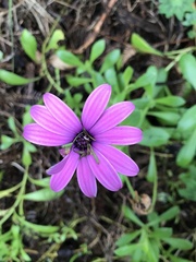 Dimorphotheca jucunda