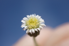 Erigeron bellioides
