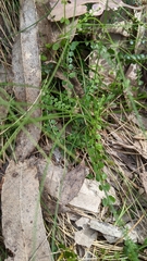 Asplenium flabellifolium