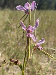 Diuris punctata