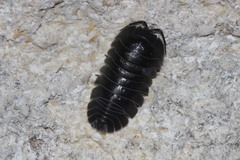 Armadillidium depressum