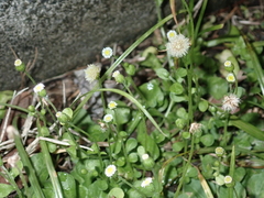 Erigeron bellioides