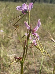 Diuris punctata