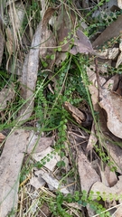 Asplenium flabellifolium