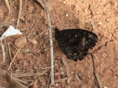 Praepedaliodes phanias