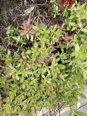 Myoporum parvifolium