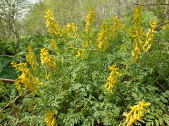 Corydalis pallida