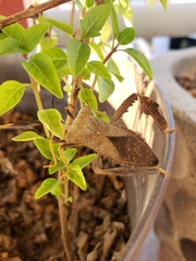 Acanthocephala alata