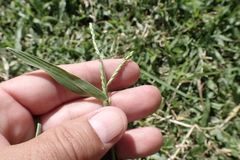 Urochloa distachya