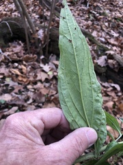 Lithospermum latifolium
