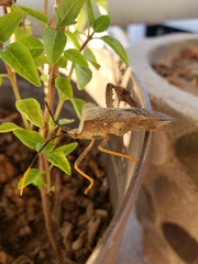 Acanthocephala alata