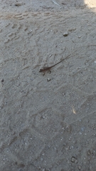 Anolis nebulosus
