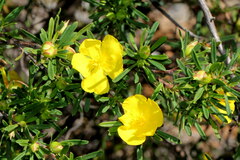 Hibbertia linearis