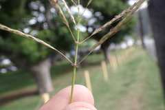 Dichanthium annulatum annulatum